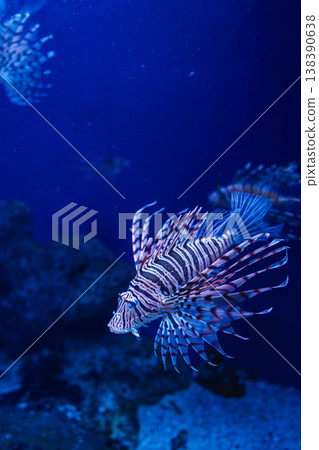 Lionfish swimming gracefully at Shin-Enoshima Aquarium Lionfish swimming gracefully at Shin-Enoshima Aquarium 138390638