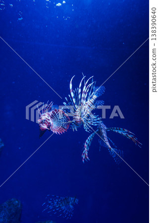 Lionfish swimming gracefully at Shin-Enoshima Aquarium Lionfish swimming gracefully at Shin-Enoshima Aquarium 138390640