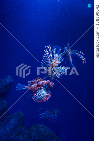 Lionfish swimming gracefully at Shin-Enoshima Aquarium Lionfish swimming gracefully at Shin-Enoshima Aquarium 138390642