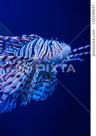 新江之島水族館裡,獅子魚優雅地遊動著。 新江之島水族館裡,獅子魚優雅地遊動著。 138390647