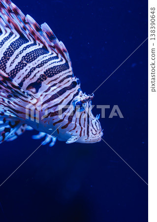 新江之島水族館裡，獅子魚優雅地遊動著。 138390648