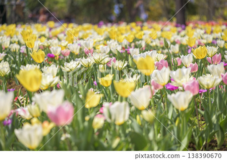 Tulip field in full bloom 138390670