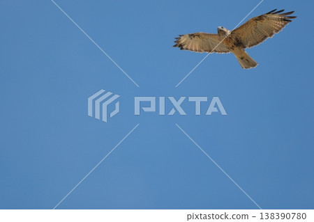A buzzard flying in the sky A buzzard flying in the sky 138390780