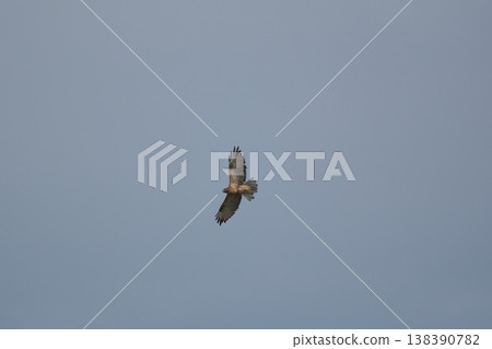 一隻禿鷹在空中飛翔 一隻禿鷹在空中飛翔 138390782