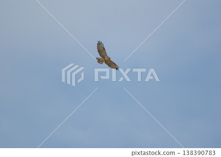 A buzzard flying in the sky A buzzard flying in the sky 138390783