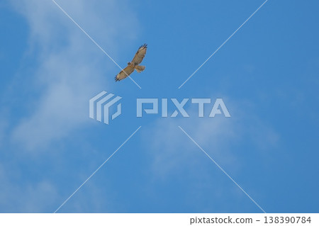 一隻禿鷹在空中飛翔 一隻禿鷹在空中飛翔 138390784