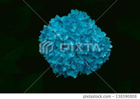hydrangea hydrangea 138390808