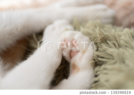 Cute cat's hand 138390819