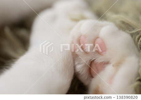 Cute cat's hand Cute cat's hand 138390820