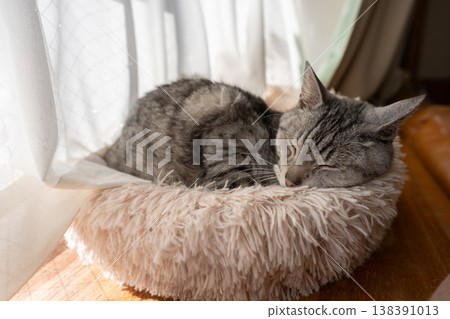Sabatra cat sleeping by the window Sabatra cat sleeping by the window 138391013
