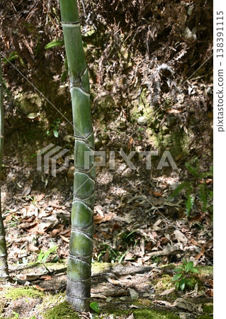 Freshwater 138391115