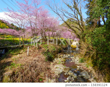神奈川縣南足柄市大湯町，春意盎然，百花盛開，景色壯麗。 138391124