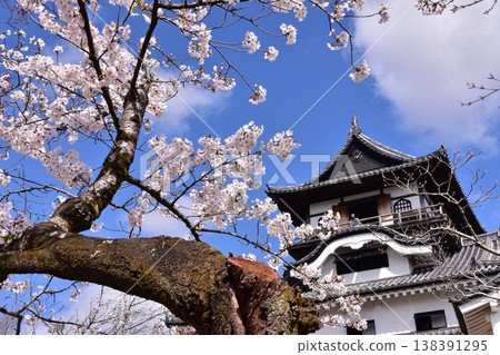 日本愛知縣犬山市－春季，犬山城與盛開的櫻花交相輝映，國寶級城堡天守閣與湛藍的天空交相輝映－遊客們在城堡天守閣上欣賞櫻花美景。 138391295