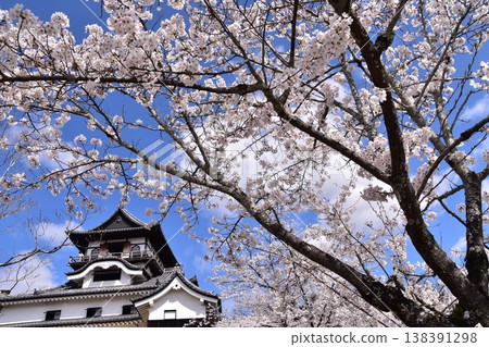 Inuyama City, Aichi Prefecture, Japan - Inuyama Castle and cherry blossoms in full bloom in spring, the national treasure castle tower and the beautiful blue sky - tourists enjoying cherry blossom viewing from the castle tower Inuyama City, Aichi Prefecture, Japan - Inuyama Castle and cherry blossoms in full bloom in spring, the national treasure castle tower and the beautiful blue sky - tourists enjoying cherry blossom viewing from the castle tower 138391298