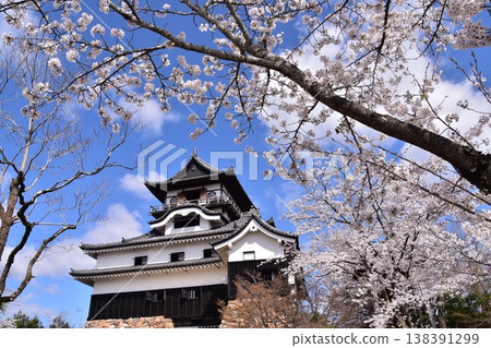 Inuyama City, Aichi Prefecture, Japan - Inuyama Castle and cherry blossoms in full bloom in spring, the national treasure castle tower and the beautiful blue sky - tourists enjoying cherry blossom viewing from the castle tower Inuyama City, Aichi Prefecture, Japan - Inuyama Castle and cherry blossoms in full bloom in spring, the national treasure castle tower and the beautiful blue sky - tourists enjoying cherry blossom viewing from the castle tower 138391299