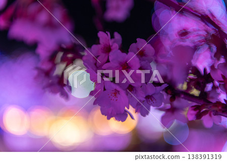 夜櫻～東京讀賣樂園，第四部～ 138391319