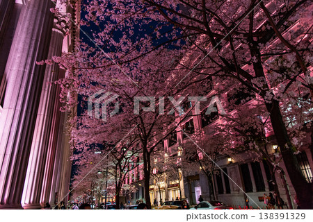 Night Cherry Blossoms ~Tokyo, Edo Sakura Street, Part 12~ Night Cherry Blossoms ~Tokyo, Edo Sakura Street, Part 12~ 138391329