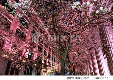 Night Cherry Blossoms ~Tokyo, Edo Sakura Street, Part 4~ Night Cherry Blossoms ~Tokyo, Edo Sakura Street, Part 4~ 138391332