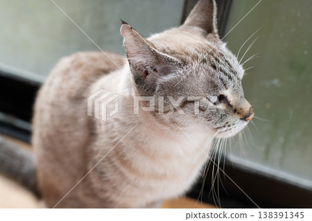 Staring cat Siamese tabby cat Staring cat Siamese tabby cat 138391345