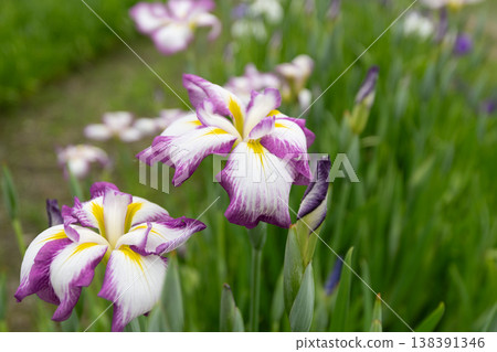 鳶尾花 鳶尾花 138391346