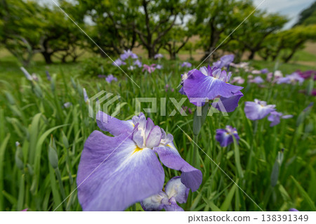 鳶尾花 138391349