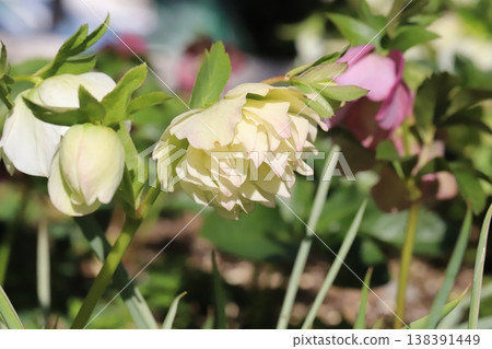 早春花園裡盛開著白色重瓣聖誕玫瑰。 早春花園裡盛開著白色重瓣聖誕玫瑰。 138391449