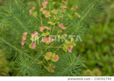 大戟屬植物，又稱歐洲松針矮生大戟。 138391749