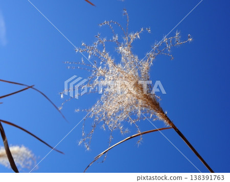 蒲葦草在空中舞動，與藍天形成鮮明對比，留白充足，天空令人神清氣爽。 138391763