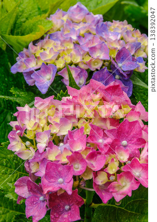 Pink and purple hydrangeas, wet with rain 138392047