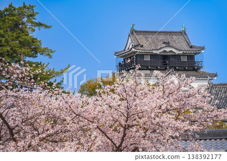 Okazaki Castle in spring, cherry blossoms in full bloom (Okazaki City, Aichi Prefecture) 138392177