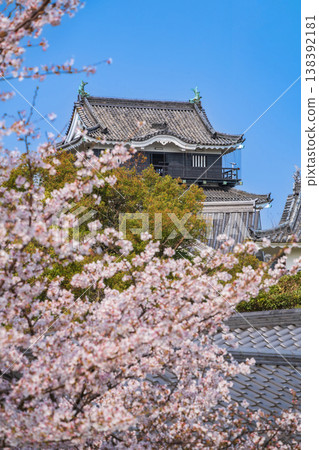 春天的岡崎城,櫻花盛開(愛知縣岡崎市) 春天的岡崎城,櫻花盛開(愛知縣岡崎市) 138392181