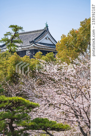 Okazaki Castle in spring, cherry blossoms in full bloom (Okazaki City, Aichi Prefecture) 138392187