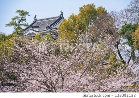 Okazaki Castle in spring, cherry blossoms in full bloom (Okazaki City, Aichi Prefecture) 138392188