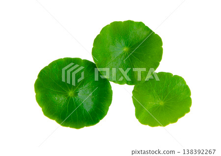 green centella asiatica leaves on background macro detail. Gotu Kola, cluster, isolated on background green centella asiatica leaves on background macro detail. Gotu Kola, cluster, isolated on background 138392267