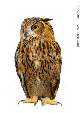 Great Horned Owl species, Eurasian Eagle Owl Bubo bubo sitting and looking away, isolated Great Horned Owl species, Eurasian Eagle Owl Bubo bubo sitting and looking away, isolated 138392270
