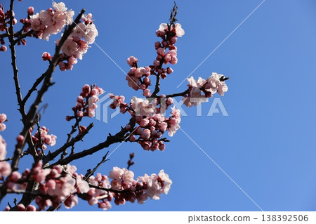 Apricot blossoms have begun to bloom. Apricot blossoms have begun to bloom. 138392506