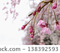 雨滴落在垂枝櫻花的花苞上，春天的特寫。 138392593