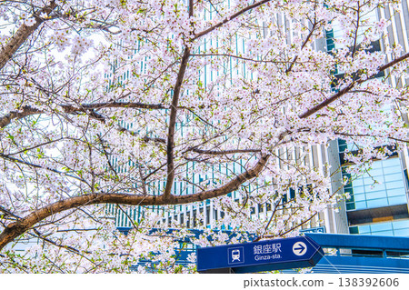 A cityscape of Tokyo, Japan, on April 1st. Views include the Yurakucho Marion building (in the background) and cherry blossoms in Sukiyabashi Park, Chuo Ward. A cityscape of Tokyo, Japan, on April 1st. Views include the Yurakucho Marion building (in the background) and cherry blossoms in Sukiyabashi Park, Chuo Ward. 138392606