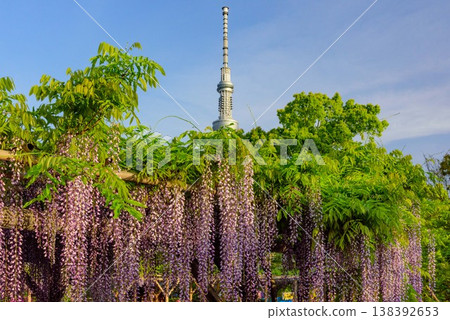 清晨的陽光灑在龜戶天神神社的紫藤花節上,東京晴空塔在陽光下閃閃發光。 清晨的陽光灑在龜戶天神神社的紫藤花節上,東京晴空塔在陽光下閃閃發光。 138392653
