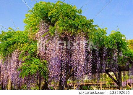 Wisteria blossoms in full bloom, shining in the clear morning sun at the Kameido Tenjin Shrine Wisteria Festival. Wisteria blossoms in full bloom, shining in the clear morning sun at the Kameido Tenjin Shrine Wisteria Festival. 138392655