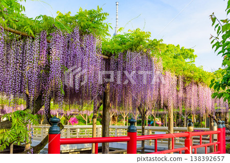The wisteria festival at Kameido Tenjin Shrine and the view of Tokyo Skytree, shining in the clear morning sun. The wisteria festival at Kameido Tenjin Shrine and the view of Tokyo Skytree, shining in the clear morning sun. 138392657