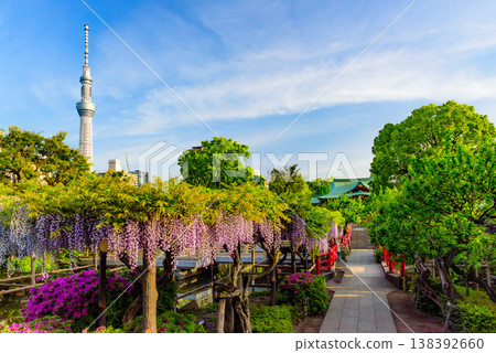 The wisteria festival at Kameido Tenjin Shrine and the view of Tokyo Skytree, shining in the clear morning sun. 138392660