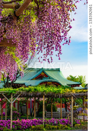 Wisteria blossoms in full bloom, shining in the clear morning sun at the Kameido Tenjin Shrine Wisteria Festival. Wisteria blossoms in full bloom, shining in the clear morning sun at the Kameido Tenjin Shrine Wisteria Festival. 138392661