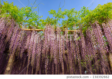 在龜戶天神神社紫藤節上,紫藤花盛開,在清晨的陽光下閃閃發光。 在龜戶天神神社紫藤節上,紫藤花盛開,在清晨的陽光下閃閃發光。 138392662