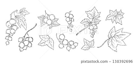 Outline Currant Botanical Set. Hand-Drawn Berry and Leaf Line Art. Isolated Minimalist Floral Elements on white background. Vector illustration Not AI Outline Currant Botanical Set. Hand-Drawn Berry and Leaf Line Art. Isolated Minimalist Floral Elements on white background. Vector illustration Not AI 138392696
