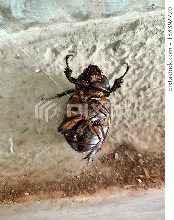 Beetle on its back still form rests on gritty concrete, capturing fragility in close up detail Beetle on its back still form rests on gritty concrete, capturing fragility in close up detail 138392720
