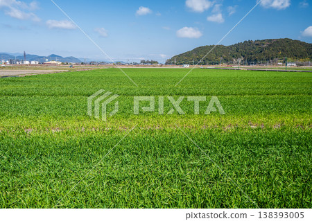 Wheat fields in the Omi Plain, Azuchi, Omihachiman City, Shiga Prefecture 138393005