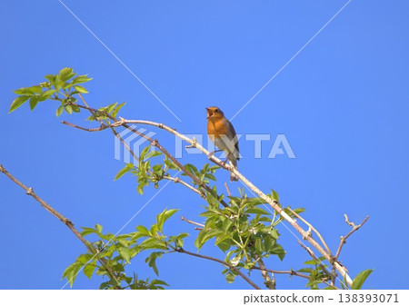 Robin singing on a branch 138393071