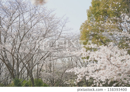 Cherry blossom trees in full bloom and spring scenery Cherry blossom trees in full bloom and spring scenery 138393400