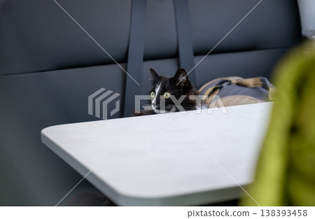 Curious black and white cat sitting at table in modern interior with soft light and cozy home atmosphere 138393458